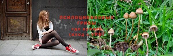 ГАЛЛЮЦИНОГЕННЫЕ ГРИБЫ Каменногорск